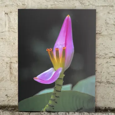 Cuadro Canvas Origen JP